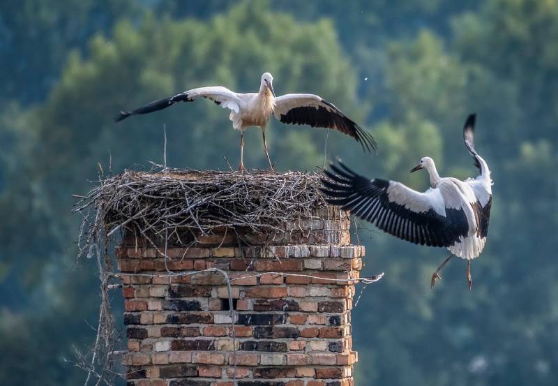 Professional Chimney Animal Removal Services in Grafton, Massachusetts