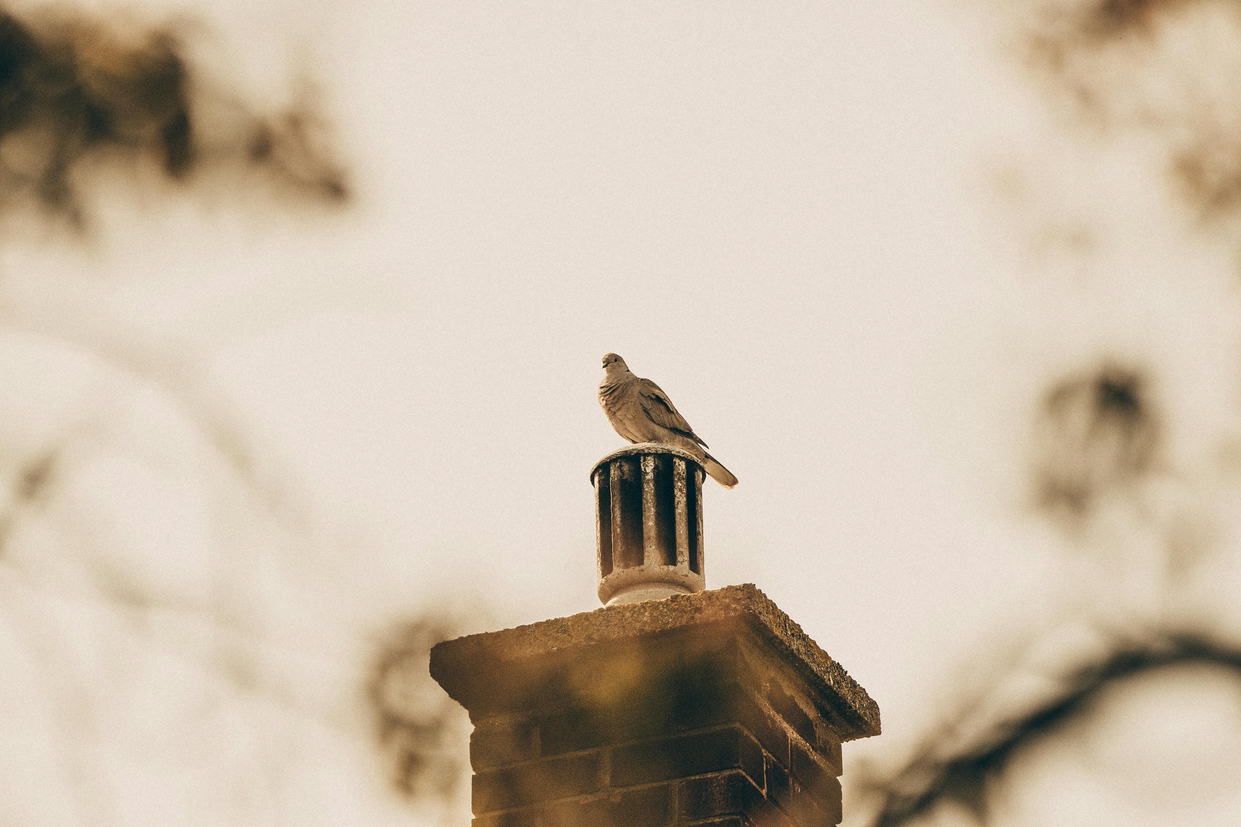 Expert Chimney Cap Installation in Grafton, Massachusetts